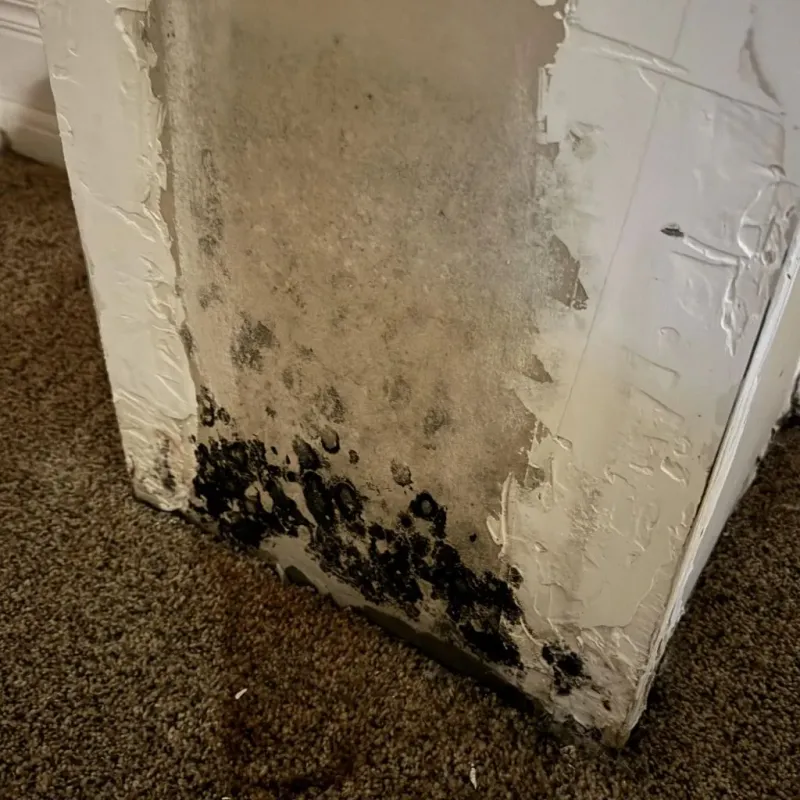Professional Mold Removal in Lake Zurich, IL